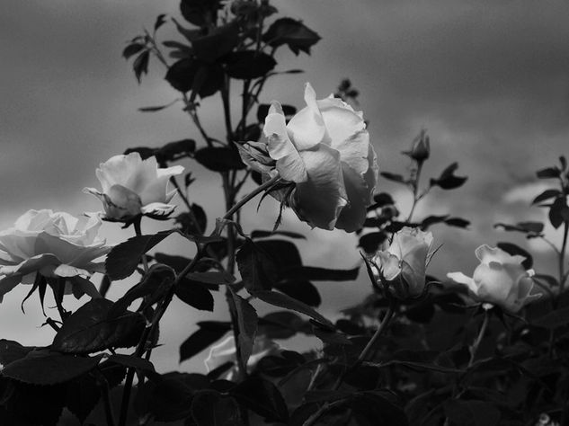 Rosas blancas Naturaleza Blanco y Negro (Digital)