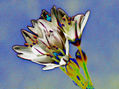 Flor  1