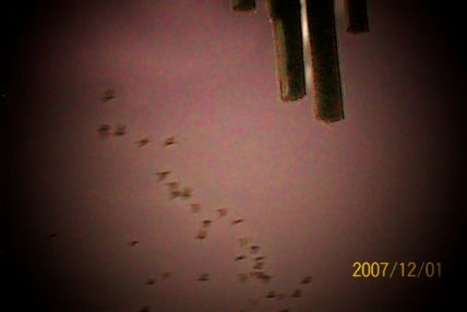 Vuelo de garzas