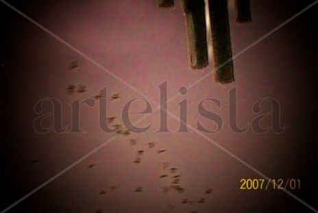 Vuelo de garzas