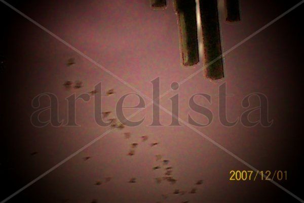 vuelo de garzas