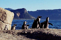 Boulders Beach