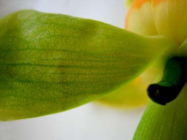 Flor
