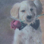 Animales thumbnail 2