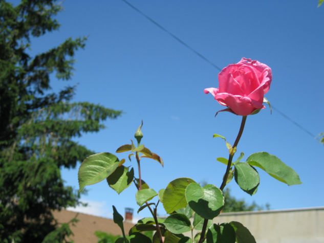 La reina de las flores (la rosa) 