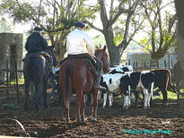 Paisanos en el corral