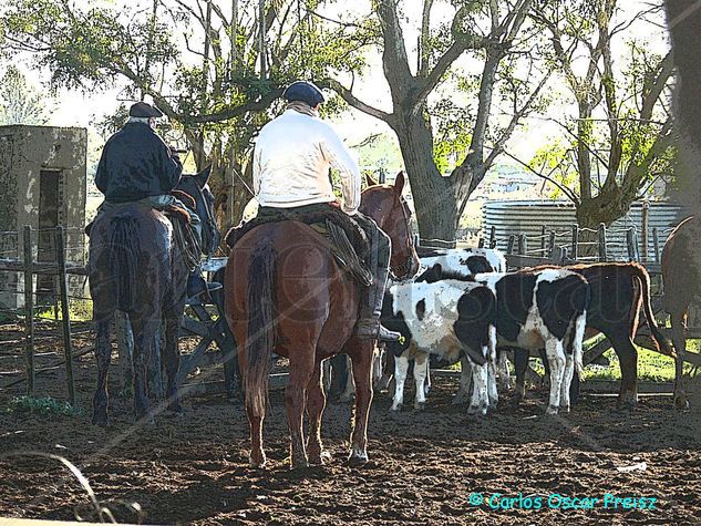 PAISANOS EN EL CORRAL 