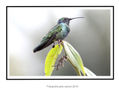 de la serie colibris