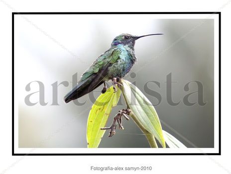 De la serie colibris