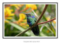 de la serie colibris
