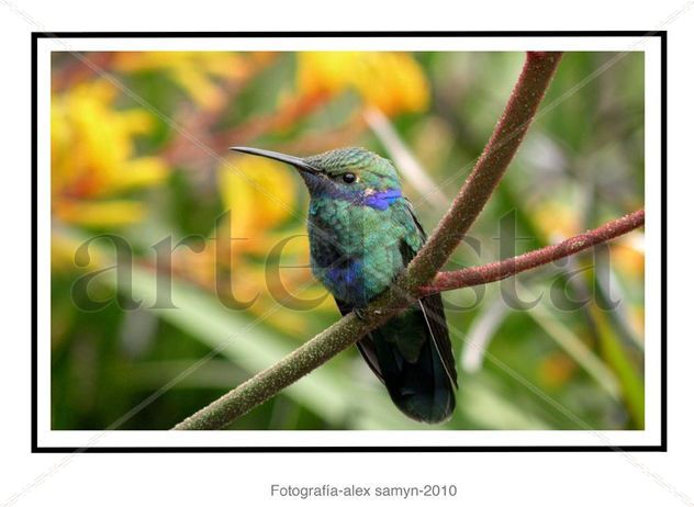 de la serie colibris