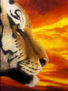 safari