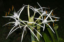 Estrellas en la noche