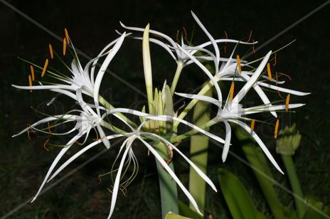Estrellas en la noche