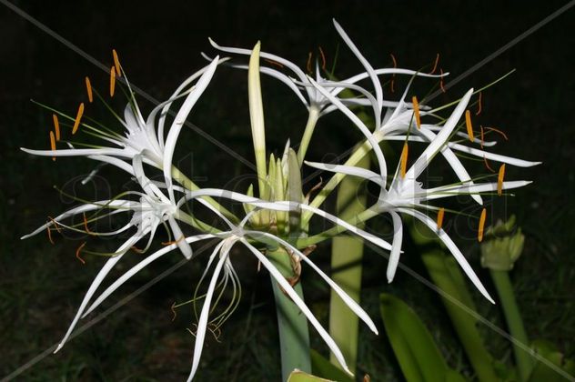 Estrellas en la noche