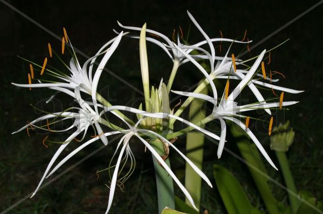 Estrellas en la noche Nature Color (Digital)