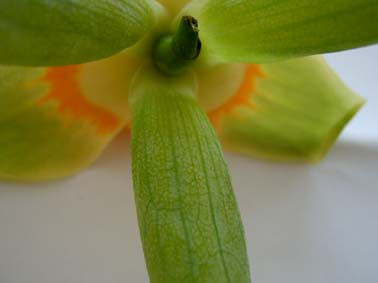hoja