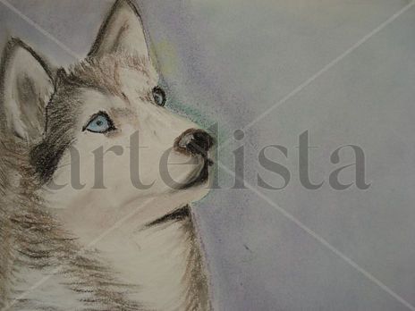 Husky Siberiano