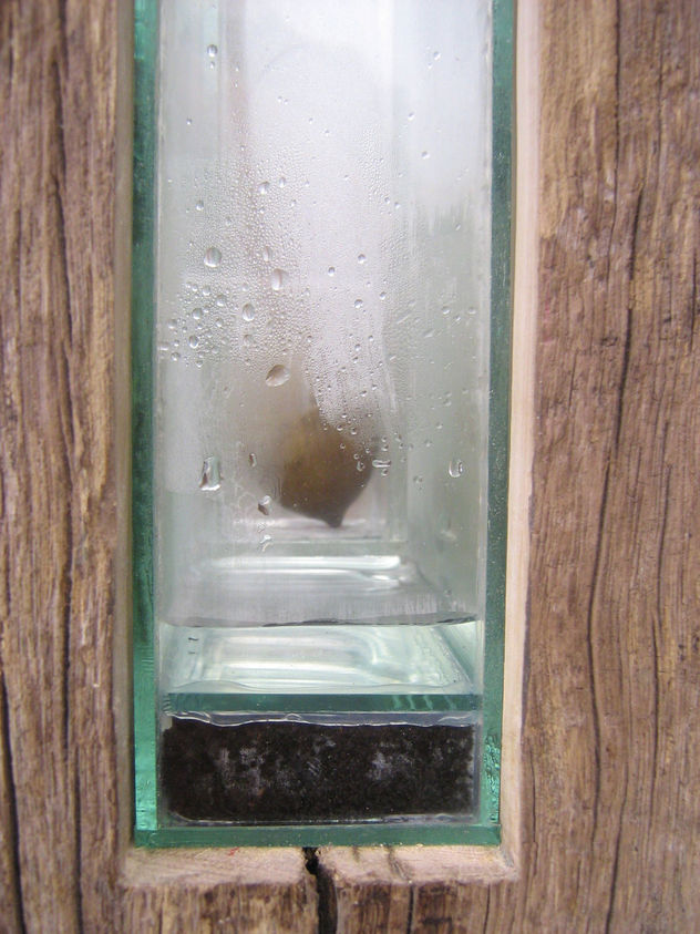semilla de agua 2