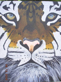 Close up Tigre