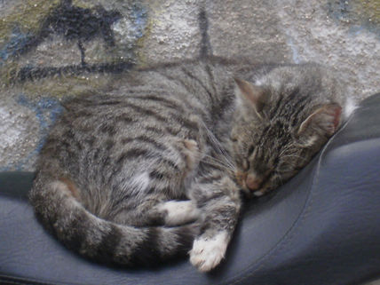 Gatocicleta 5