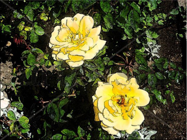 Rosas Amarillas 