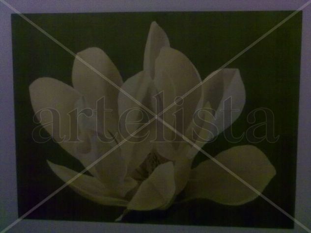 MAGNOLIA.. Oil Canvas Floral Painting