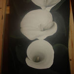 FLORES thumbnail 2
