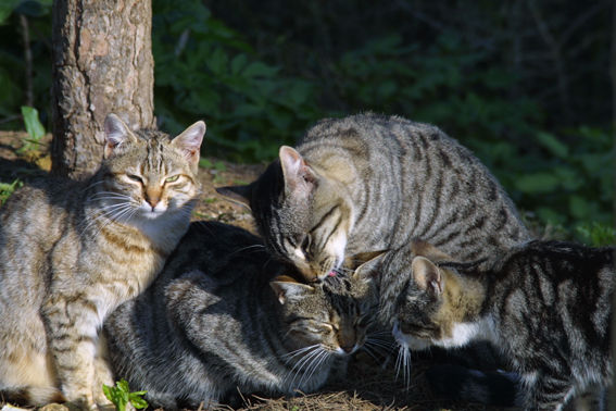 familia de gatos Nature Color (Manual)