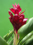 Flor antorcha