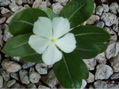 Flor Vicaria