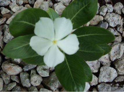 Flor Vicaria