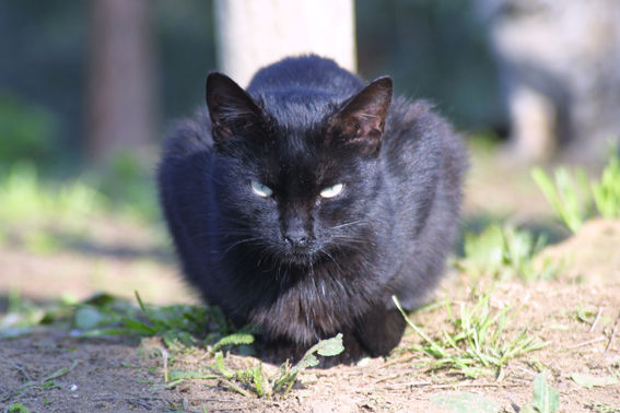 gato al acecho Naturaleza Color (Química)