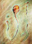 espermatosoides