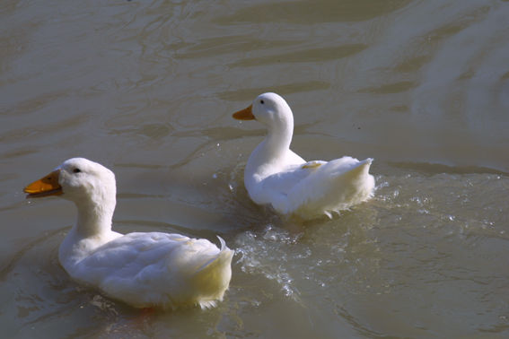 lago tranquilo