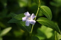 planta lila