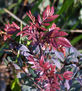 planta del amor