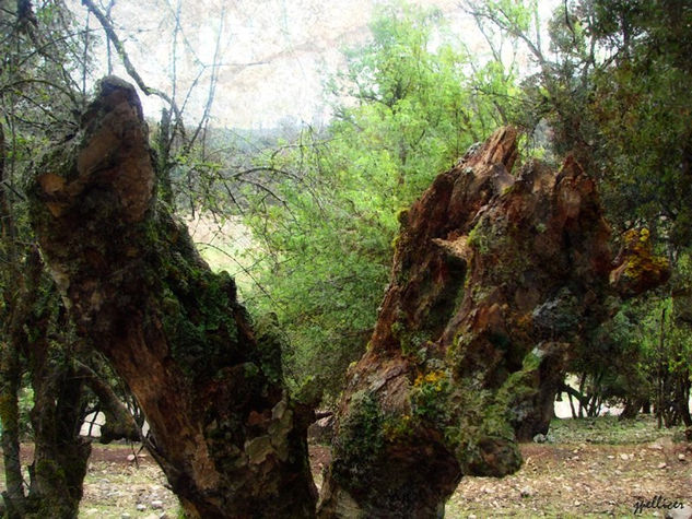 Lamentos: verdades para vivir y morir Naturaleza Color (Digital)