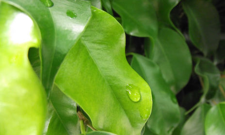 PLANTAS