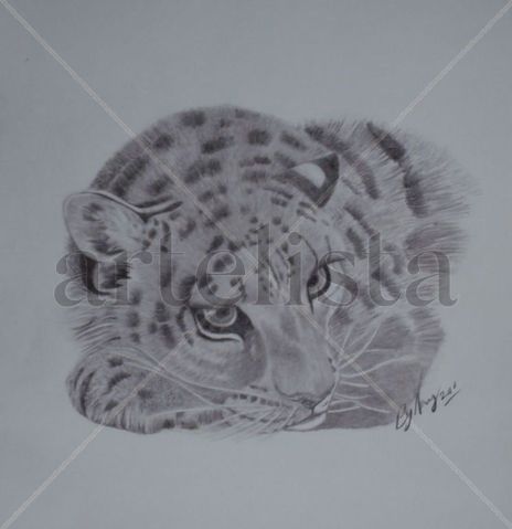 Tigre