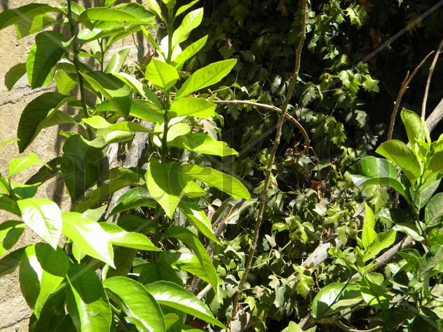 selva artificial