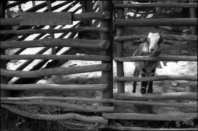 De la serie: Venezuela Cotidiana Orfebrería Varios Fotoperiodismo y documental Blanco y Negro (Química)