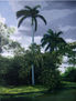 Paisaje cubano 13