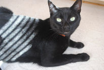 Gato rayado
