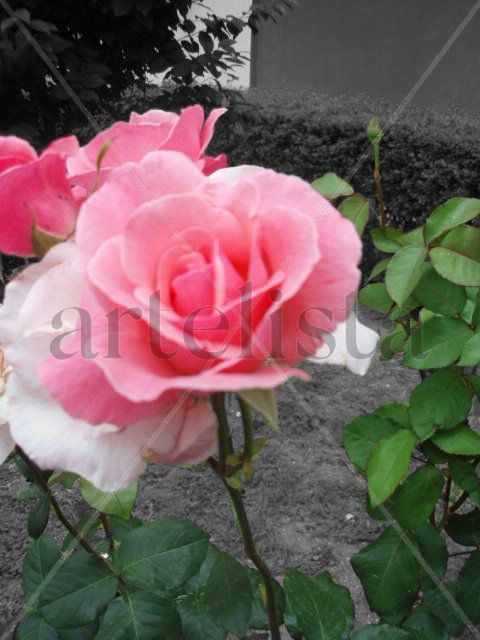 Las rosas de mi barrio.