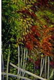 PAISAJE_TROPICAL Oil Canvas Landscaping