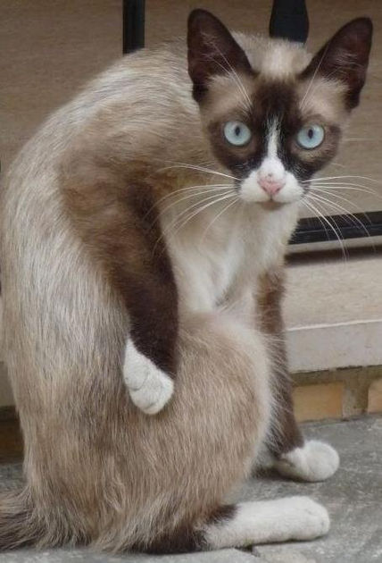 Posando