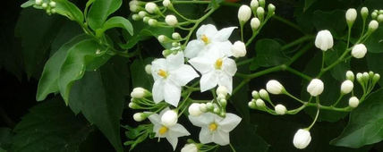 Nacimientos