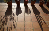 Sombras vegetales