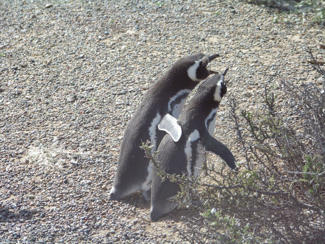 PINGUINOS